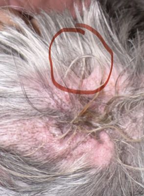 The Dog House by null