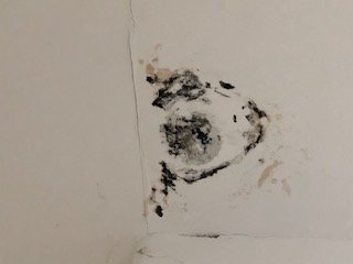 Check for Mold - mold inspector in Newport Beach, CA