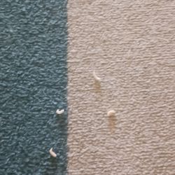 HumanGood - Lots of maggots in the hallway Floor coming out of the carpet at Allen Temple Manor in Oakland 7607 International Boulevard