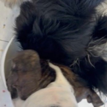 Petco - Pet Stores Near Me - Scottsdale, Arizona Petco - Pet Stores Near Me - Scottsdale, Arizona