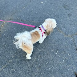 Pampered Paws Gift Greeting Cards Email, Text or Print 5125