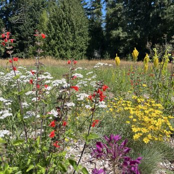 Bloedel Reserve - Wildflowers garden - Parks Near Me - Bainbridge Island, Washington Bloedel Reserve - Wildflowers garden - Parks Near Me - Bainbridge Island, Washington