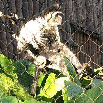Gorilla Falls Exploration Trail - Amusement Parks Near Me - Lake Buena Vista, Florida