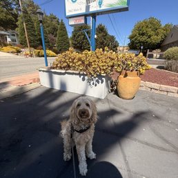 Dog friendly hotel in Cambria