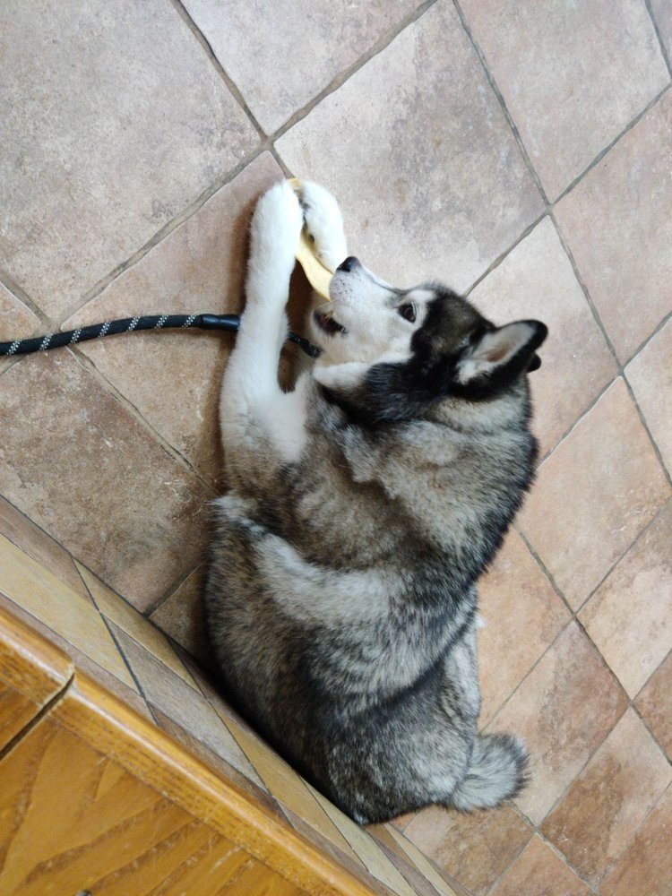 Risinger Veterinary Hospital Image