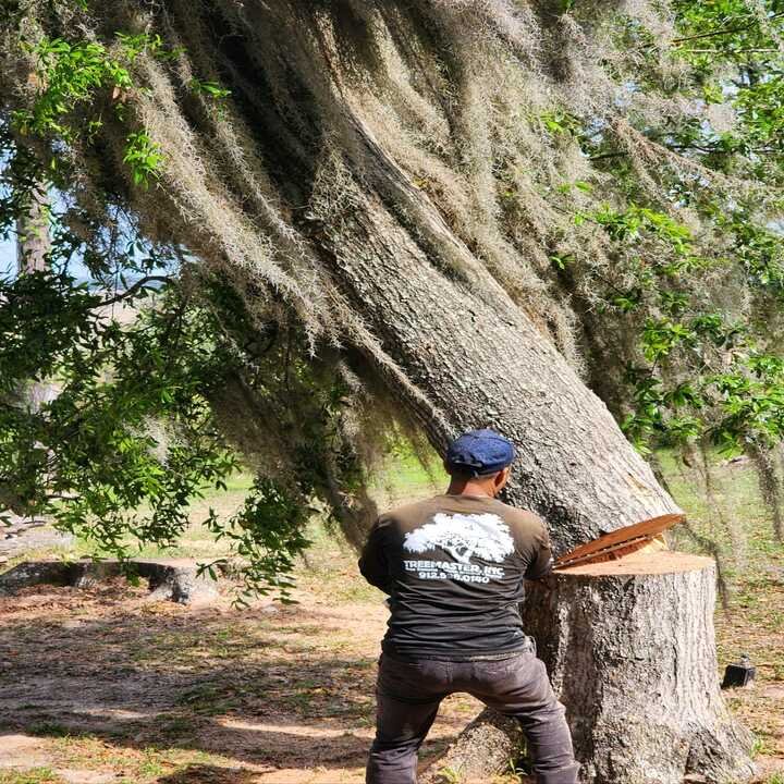 Tree Masters - tree service in Savannah, GA
