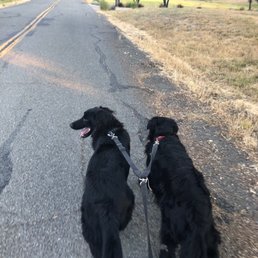 Loose leash walking, thanks to All God's Creatures! Loose leash walking, thanks to All God's Creatures!