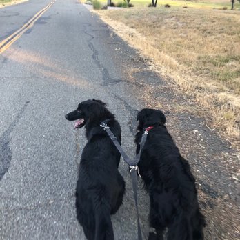 Dogspeak Dog Training - Loose leash walking, thanks to All God's Creatures! - Dog Walkers Near Me Dogspeak Dog Training - Loose leash walking, thanks to All God's Creatures! - Dog Walkers Near Me