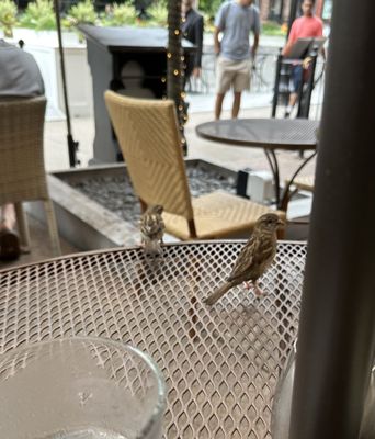 Stephanie's On Newbury by null