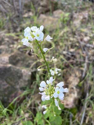 Peter Strauss Ranch by null