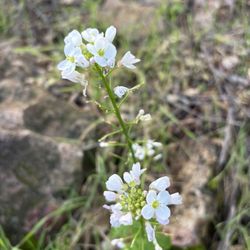 Peter Strauss Ranch - New growth after the rain. Mustard seed family.