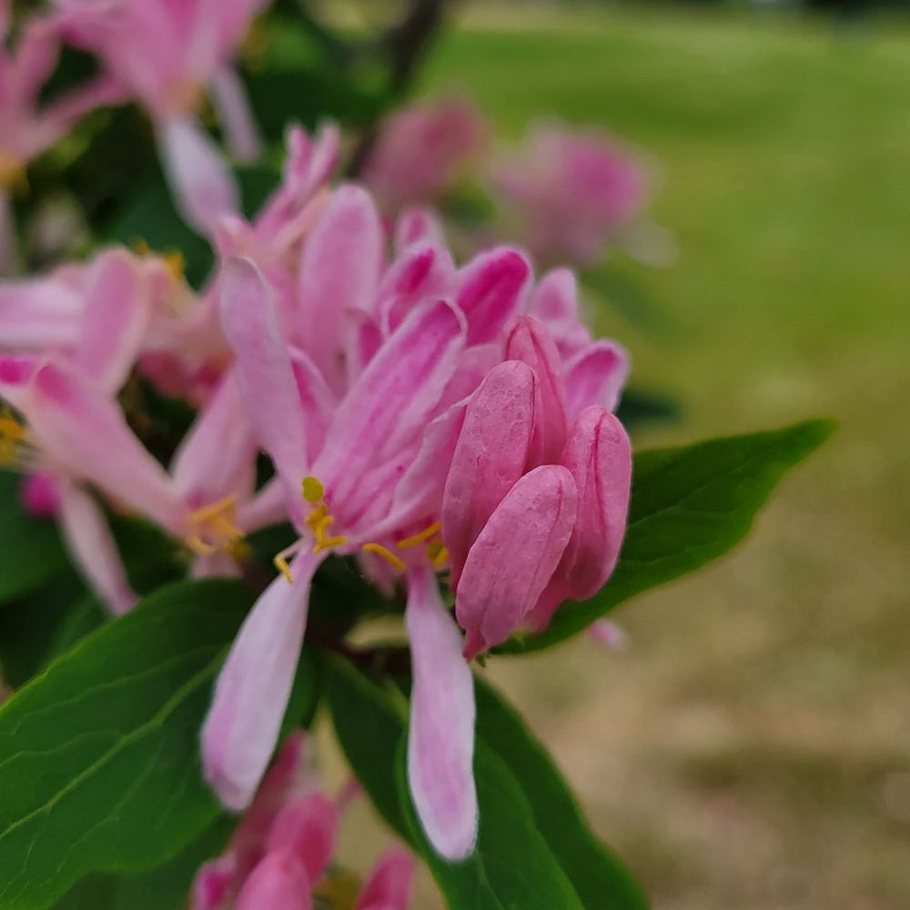 Delaney Park Strip - Centennial Rose Garden,yes Yelp, it exists - Parks Near Me - Anchorage, Alaska