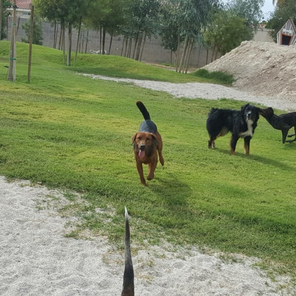 K-9 Kountry - Giving them friends to play with early on helps with interacting with other dogs. - Pet Training Near Me - Las Vegas, Nevada K-9 Kountry - Giving them friends to play with early on helps with interacting with other dogs. - Pet Training Near Me - Las Vegas, Nevada