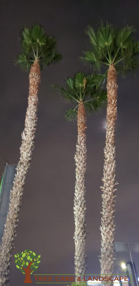 Tree Care - tree service in Sacramento, CA