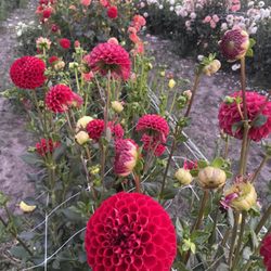 Dahlia field