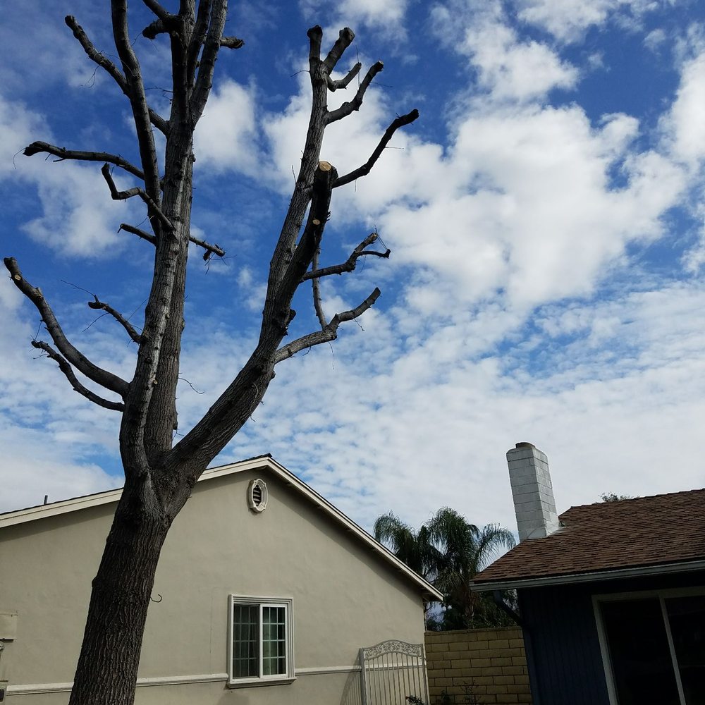 Real Tree Service - After - Tree Services Near Me Real Tree Service - After - Tree Services Near Me