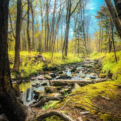 Megunticook Campground