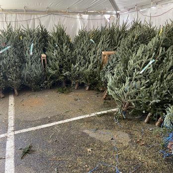 Lowe's Home Improvement - Fresh cut Christmas trees - Hardware Stores Near Me - Goose Creek, South Carolina Lowe's Home Improvement - Fresh cut Christmas trees - Hardware Stores Near Me - Goose Creek, South Carolina