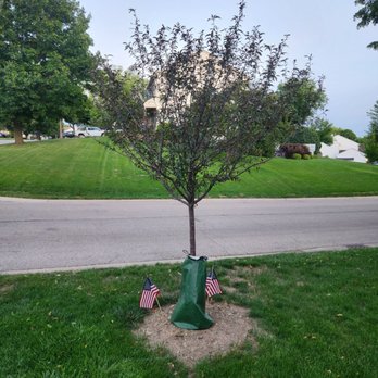 Pine View Nursery  - This is my beautiful Royal Raindrops Crabapple months after being installed! I absolutely love the placement! - Nurseries & Gardening Near Me - Harvard, Illinois