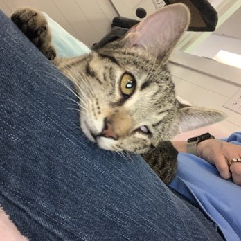 Cattiesburg Cafe - Sweet snuggles! - Pet Adoption Near Me - Hattiesburg, Mississippi Cattiesburg Cafe - Sweet snuggles! - Pet Adoption Near Me - Hattiesburg, Mississippi