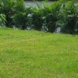 Plant Source Landscaping - My Areca Palms have created a natural privacy barrier