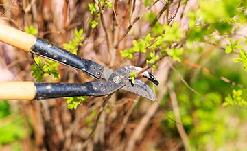 Nu Look Lawn Service Corp. - tree service in Tampa, FL