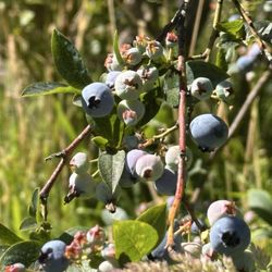 Bill’s Bees and Blueberries