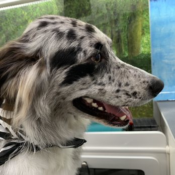 Shampooch Me - Pet Groomers Near Me - Bryan, Texas