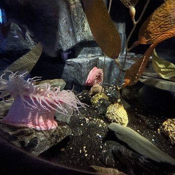 Oklahoma Aquarium - Rose Anemone - Aquariums Near Me - Jenks, Oklahoma