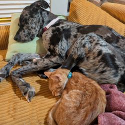 Bahama Road Veterinary Hospital