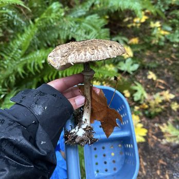 Forage Seattle - Food Tours Near Me