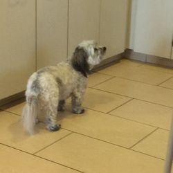 Langway Toyota of Newport - Sweet little mascot!