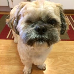 Doggy Dog World - Awful facial cut - after she "gave up." You can see the obvious and asymmetrical lines of her poor cutting.