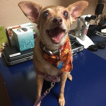 Eye Care for Animals - Austin - Pita thanks Dr. Dees and Jen for being so amazing yesterday! - Veterinarians Near Me - Austin, Texas Eye Care for Animals - Austin - Pita thanks Dr. Dees and Jen for being so amazing yesterday! - Veterinarians Near Me - Austin, Texas