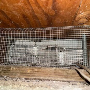 Deivis rodent control - Pest Control Near Me