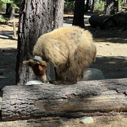 Camp Shelly - Kid bear