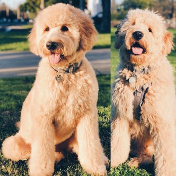 grateful dog walkers