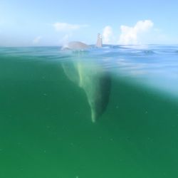 Bay Point Water Sports - Under water Dolphin picture
