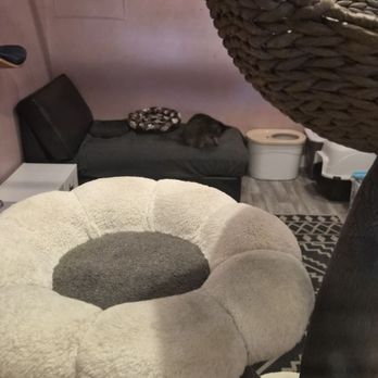 Purrgatory - backroom with Peony - Gift Shops Near Me - San Diego, California Purrgatory - backroom with Peony - Gift Shops Near Me - San Diego, California