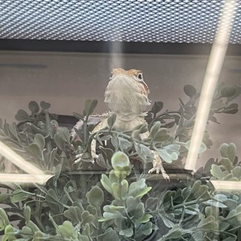 Pet Supplies Plus Stevenson Ranch - Bearded Dragon - Pet Stores Near Me - Stevenson Ranch, California Pet Supplies Plus Stevenson Ranch - Bearded Dragon - Pet Stores Near Me - Stevenson Ranch, California