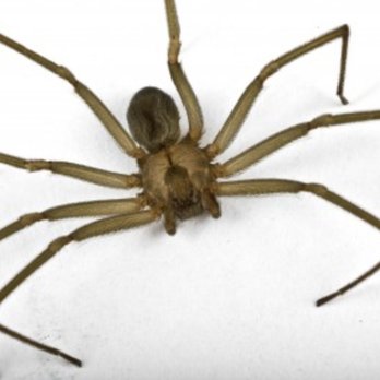 D2B Pest Control - Brown recluse - Pest Control Near Me - Washington, Indiana D2B Pest Control - Brown recluse - Pest Control Near Me - Washington, Indiana