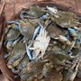 Photo of Phil's Live Crabs