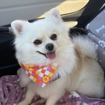 Fabiulous Grooming - Post-groom - Pet Groomers Near Me