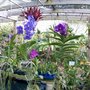 Photo of St. Pete Orchid Farm