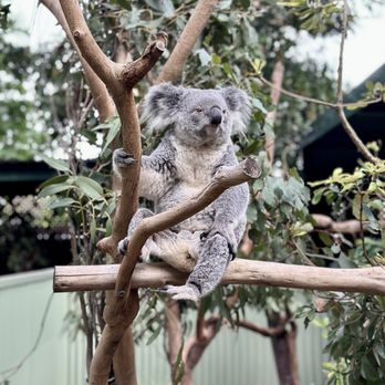 Featherdale Wildlife Park - Koala - Parks Near Me - Doonside, NSW Featherdale Wildlife Park - Koala - Parks Near Me - Doonside, NSW