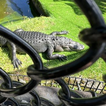 Pana'ewa Rainforest Zoo & Gardens - Alligator - Zoos Near Me - Hilo, Hawaii