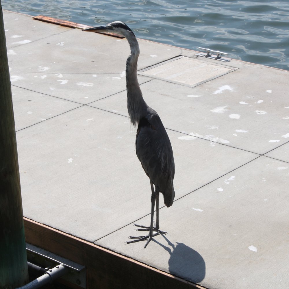 Bradenton Beach City Pier - Great Blue Heron. - Boating Near Me - Bradenton Beach, Florida Bradenton Beach City Pier - Great Blue Heron. - Boating Near Me - Bradenton Beach, Florida