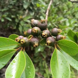Moanalua Valley Trail - Strawberry guava, I'll be back when you're ripe!