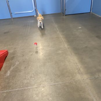 Camp Bow Wow Tracy - Pet Boarding Near Me - Tracy, California