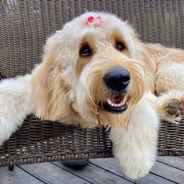 Golden Doodle Golden Doodle